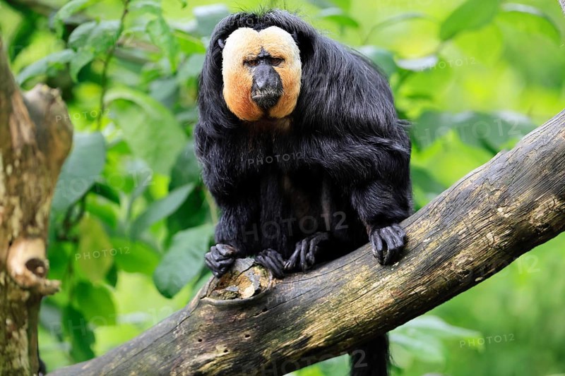 White-headed Saki (Pithecia pithecia), adult, tree, male, vigilant, South America