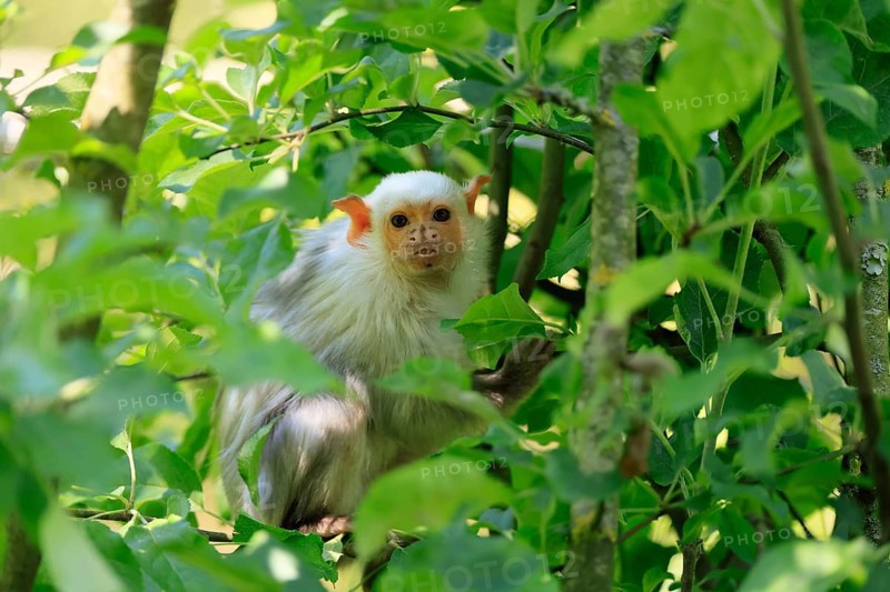 Silver marmoset (Mico argentatus, Syn.: Callithrix argentata), silver marmoset, adult, on tree trunk, foraging, sitting, alert, South America