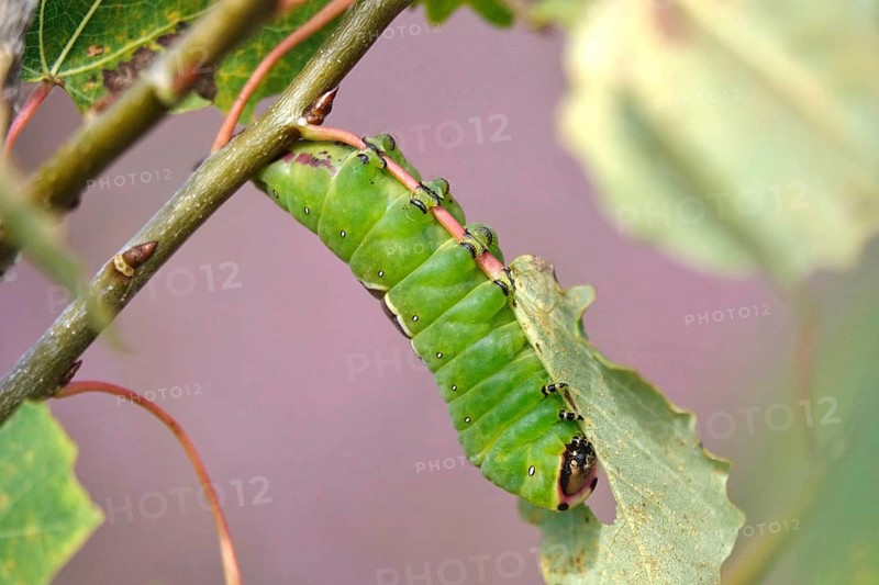 Puss moth caterpillar, summer, Germany