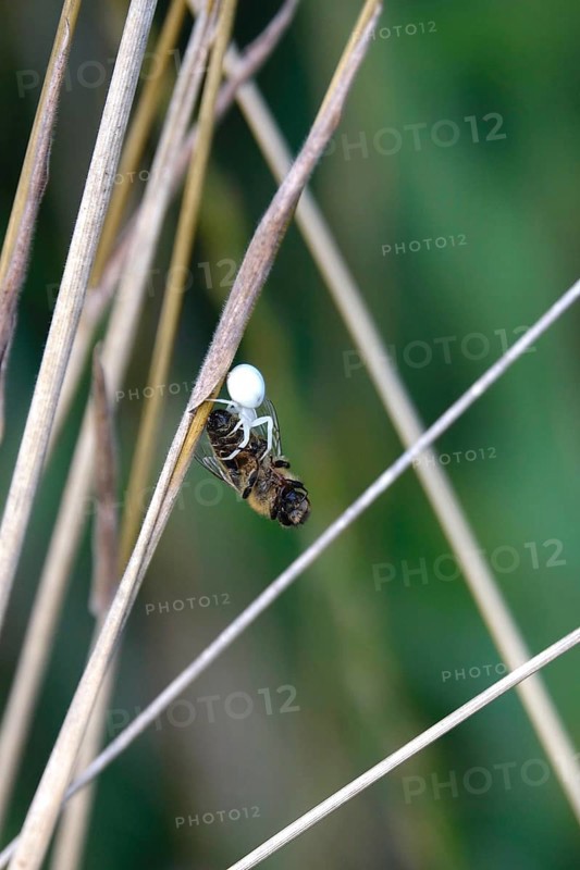 Crab spider, summer, Germany