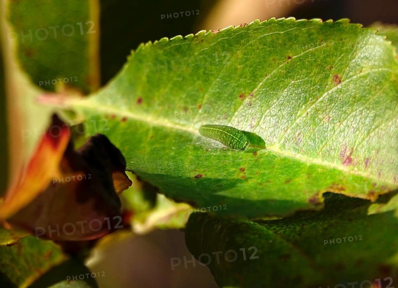 Caterpillar of the sail butterfly, summer, Germany