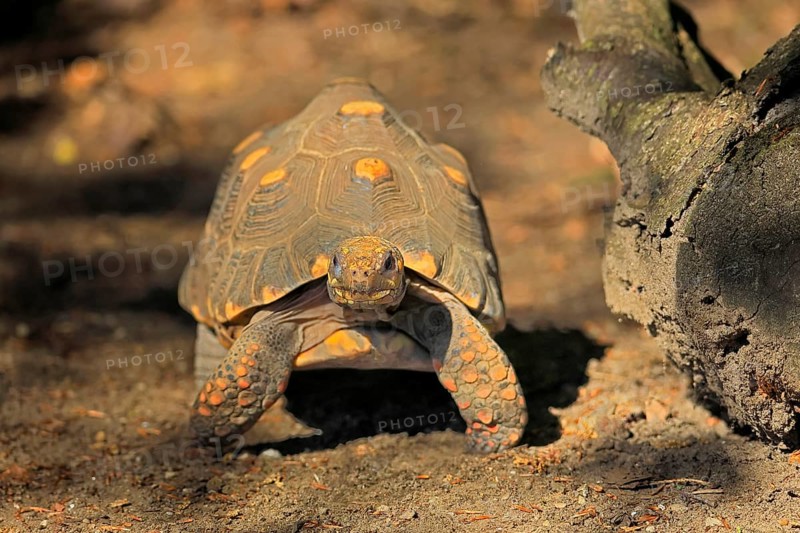 Coal turtle (Geochelone carbonaria), adult, foraging, South America