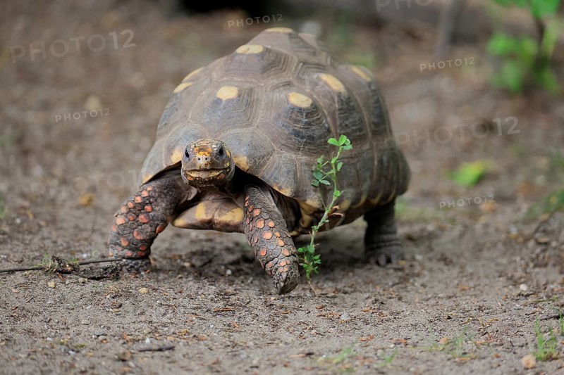 Coal turtle (Geochelone carbonaria), adult, foraging, running, South America