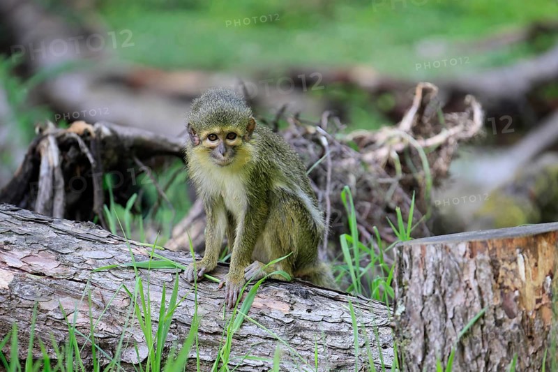 Gabon talapoin (Miopithecus ogouensis), adult, alert, on tree trunk
