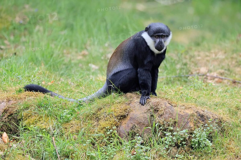 L'Hoest's monkey (Cercopithecus lhoesti), adult, on rocks, vigilant
