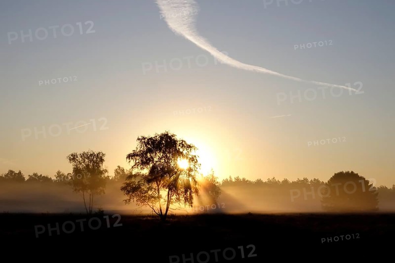 Morning atmosphere in a heath landscape, morning sun and fog, summer, Germany