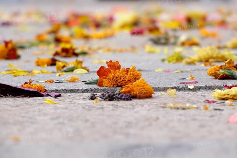 After a wedding, scattered flowers, summer, Germany
