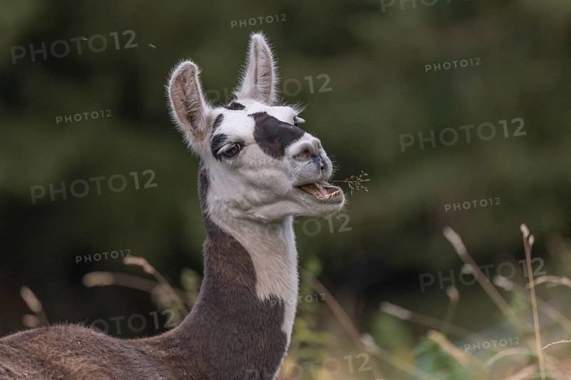 A curious llama jumps around on grass in a green field surrounded by trees. Its striking facial features emphasise the beauty of the tranquil landscape on this sunny day