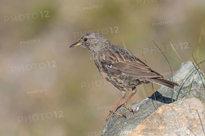 An Alpine Accentor (Prunella collaris) stands on a rocky surface beneath clear ski slopes. Its feathers blend in with its surroundings and show off its natural camouflage in a quiet outdoor habitat