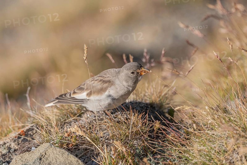 A young white snowfinch (Montifringilla nivalis) searches for food between rocks and grass. The sunlight illuminates the scene and highlights the bird's feathers as it searches for insects or seeds. Zermatt, Valais, Alps, Swiss