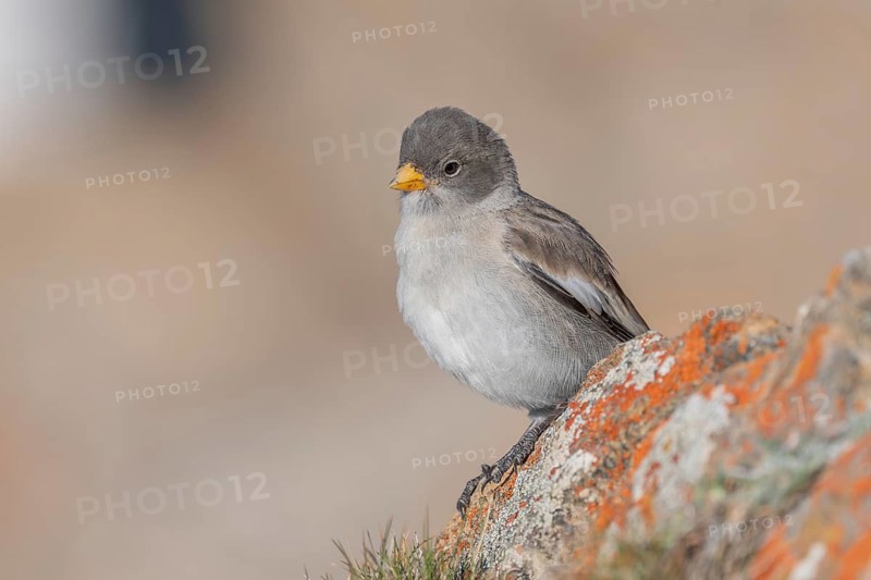 A young white snowfinch (Montifringilla nivalis) with grey feathers and a bright orange beak sits on a rocky surface. The light-coloured background suggests a calm, natural mountain world. The day appears calm and clear. Zermatt, Valais, Alps, Switzerland