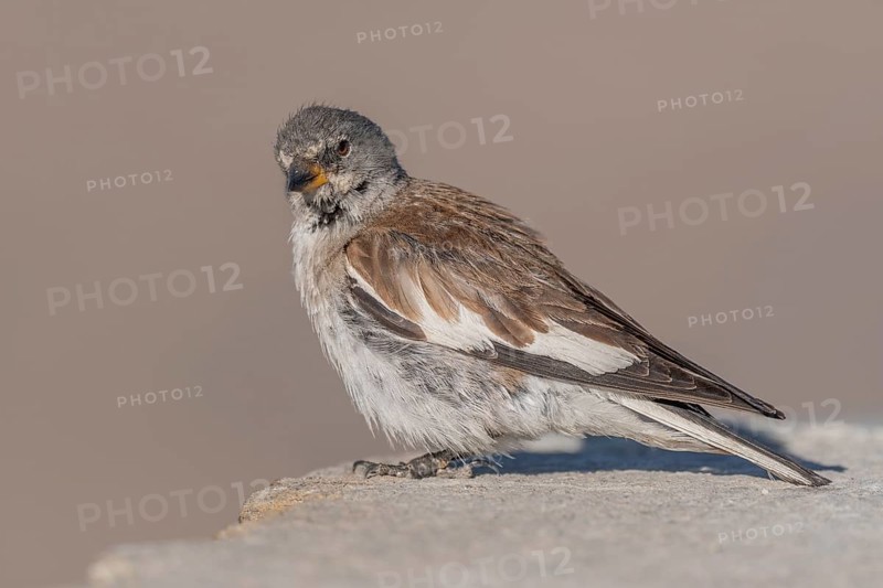 A white snowfinch (Montifringilla nivalis) stands on a rocky surface and displays its striking plumage. The scene captures the essence of winter and emphasises the bird's natural behaviour in a cold environment. Zermatt, Valais, Alps, Swiss