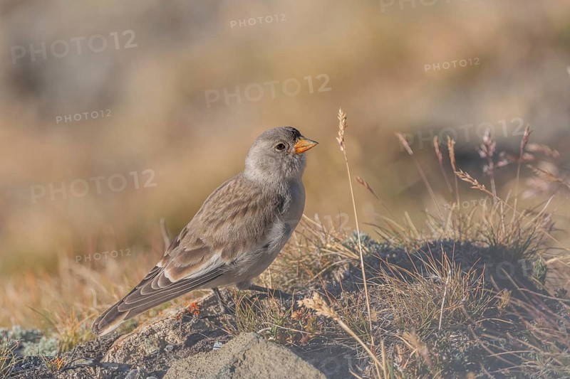 A young white snowfinch (Montifringilla nivalis) searches for food between rocks and grass. The sunlight illuminates the scene and highlights the bird's feathers as it searches for insects or seeds. Zermatt, Valais, Alps, Swiss