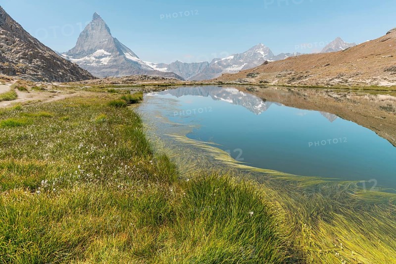 A calm lake reflects a high mountain, with gentle grasses covering the edge of the water. The scene captures the beauty of nature under clear blue skis. Matterhorn, Zermatt, Valais, Alps, Swiss
