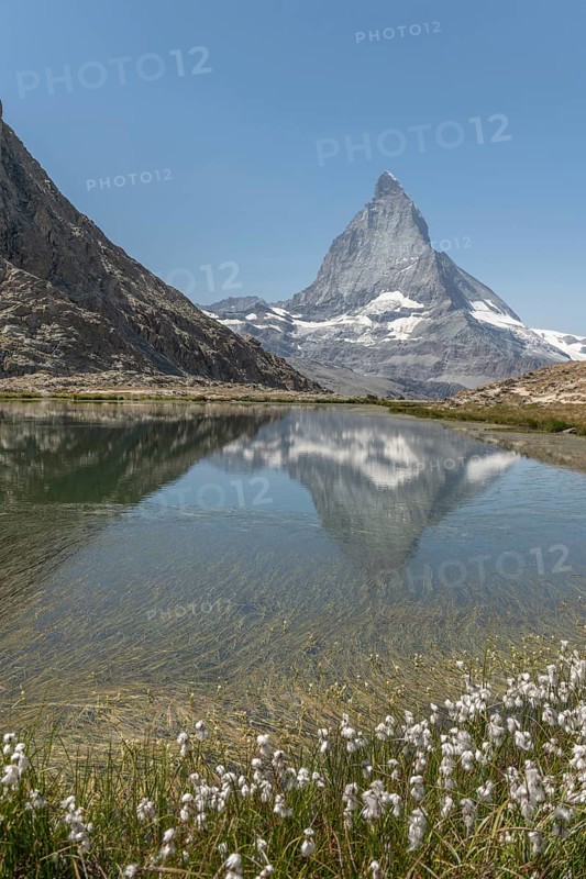 A marvellous view of the Matterhorn, which lies majestically above a calm lake and reflects its summit. Cotton grass blooms in the background, creating a serene atmosphere in summer. Zermatt, Valais, Alps, Swiss