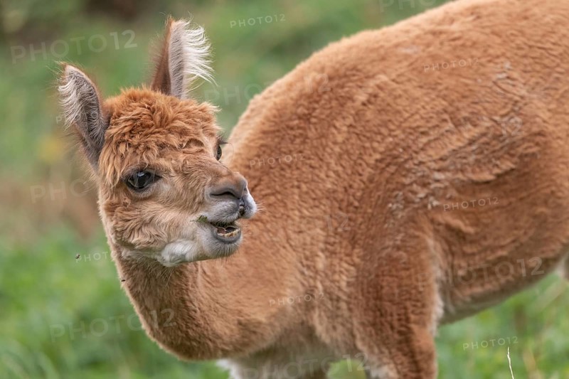 A guanaco stands in a lush green pasture, showing off its striking fur and curious expression. The animal grazes peacefully under a clear sky during the day