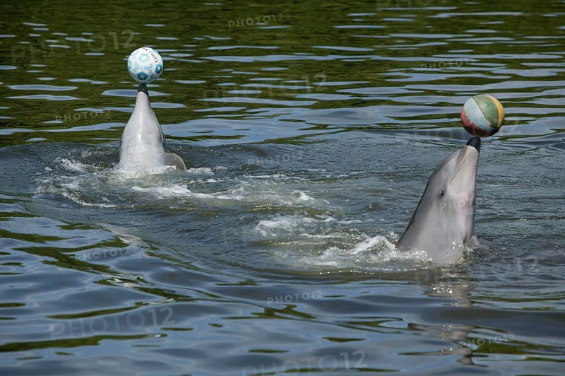 Dolphin, Bottlenose dolphin (Tursiops truncatus), 2 animals performing tricks, Cuba, Caribbean, Central America