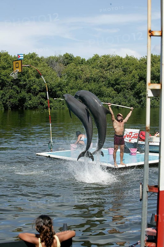 Dolphin, Bottlenose dolphin (Tursiops truncatus), 2 animals performing tricks, Cuba, Caribbean, Central America