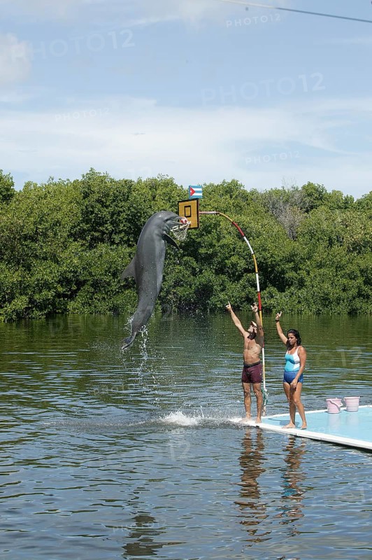 Dolphin, Bottlenose dolphin (Tursiops truncatus), performing tricks, Cuba, Caribbean, Central America