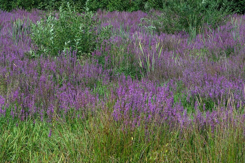 Purple loosestrife (Lythrum salicaria) in a dry carp pond, Eckental, Middle Franconia, Bavaria, Germany