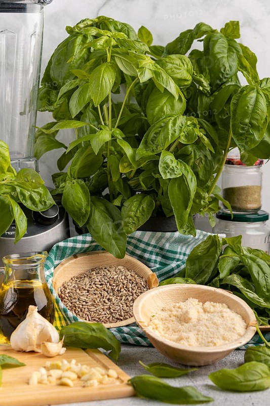 Basil next to a blender, with bowls full of pesto ingredients such as sunflower seeds, garlic and Parmesan cheese
