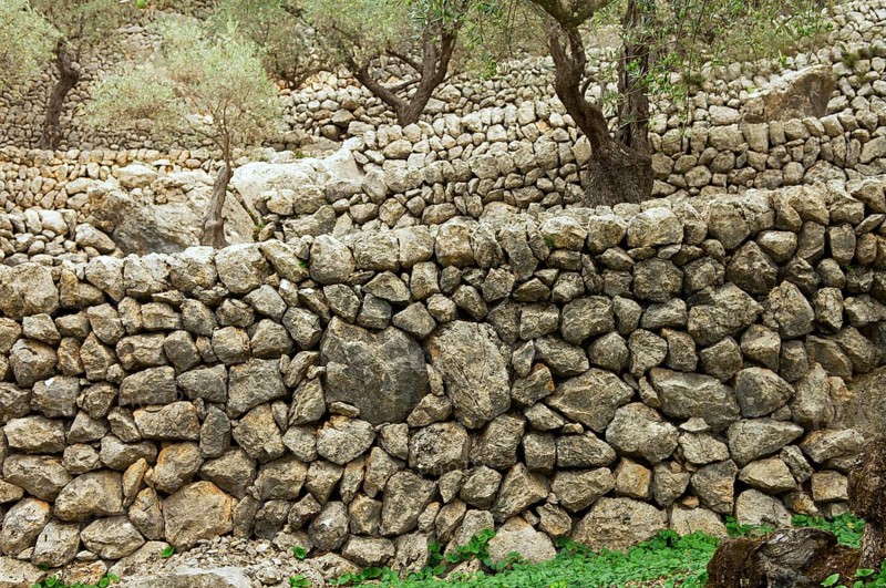 Stone walls in an olive grove, Majorca, Balearic Islands, Spain