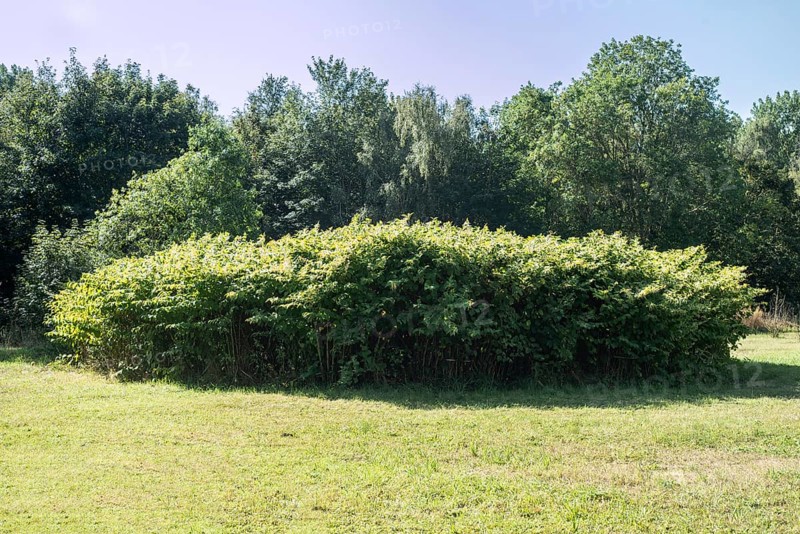 Flowering Japanese Knotweed (Fallopia Japonica), an invasive piece on a meadow in Ystad, Skåne county, Sweden, Scandinavia