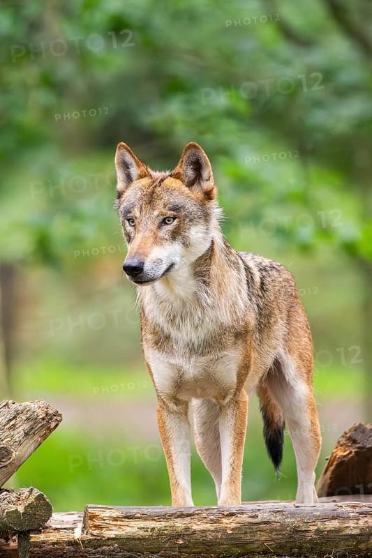 Eurasian wolf (Canis lupus lupus) standing in a forest, Hesse, Germany