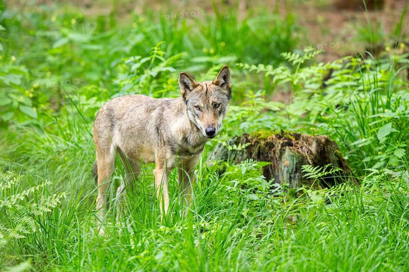 Eurasian wolf (Canis lupus lupus) standing in a forest, Hesse, Germany