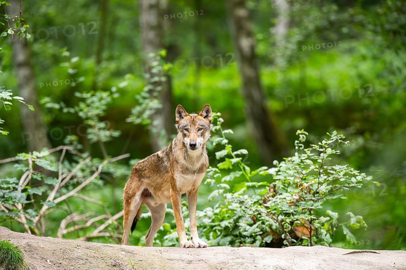 Eurasian wolf (Canis lupus lupus) standing on a little sand hill in the forest, Hesse, Germany
