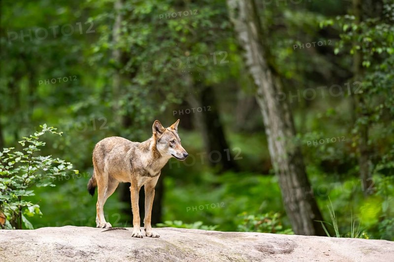 Eurasian wolf (Canis lupus lupus) standing on a little sand hill in the forest, Hesse, Germany