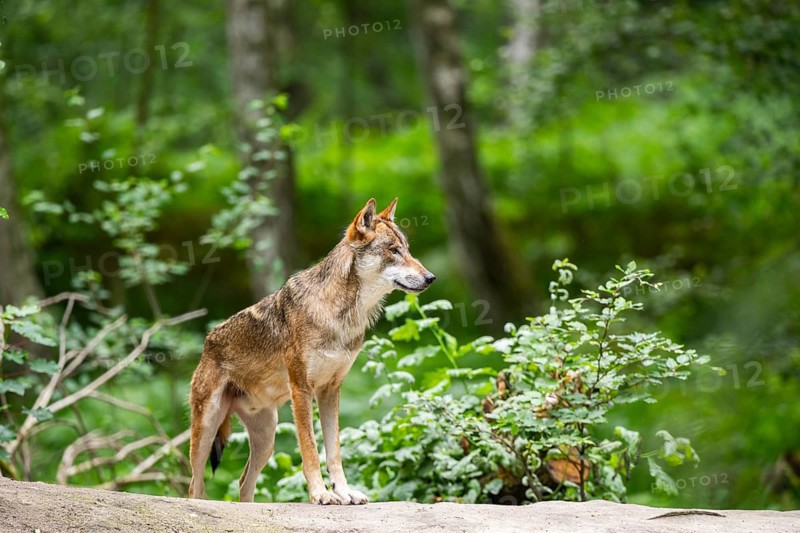 Eurasian wolf (Canis lupus lupus) standing on a little sand hill in the forest, Hesse, Germany