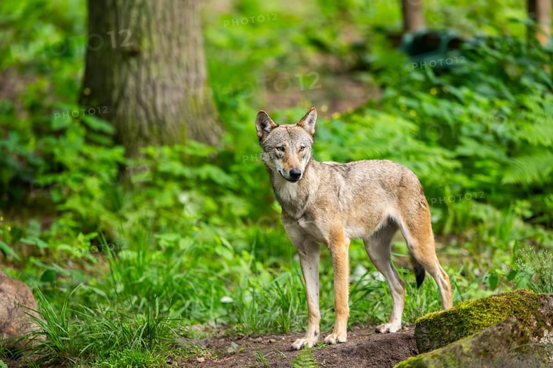 Eurasian wolf (Canis lupus lupus) standing in a forest, Hesse, Germany