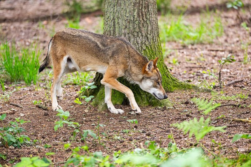 Eurasian wolf (Canis lupus lupus) walking in a forest, Hesse, Germany
