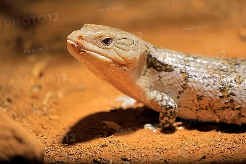 Blue-tongued skink (Tiliqua scincoides), adult, on the ground, foraging, alert, portrait, Australia, Germany