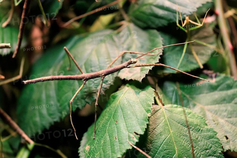 Annam stick insect (Medauroidea extradentata), Vietnamese stick insect, ghost insect, adult, foraging, feeding, camouflage, in foliage, Vietnam