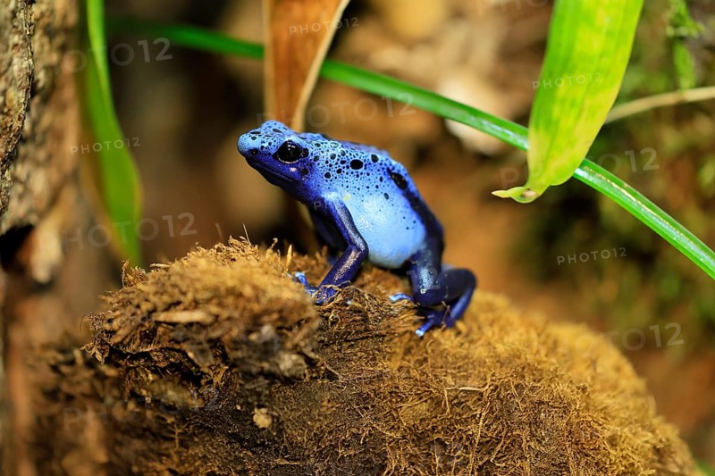 Blue poison dart frog (Dendrobates tinctorius), Blue poison dart frog, adult, alert, South America