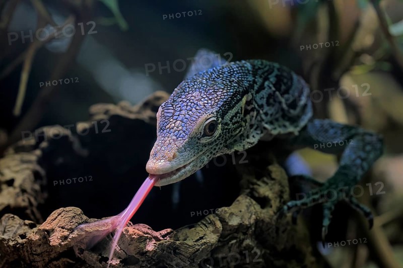 Blue-spotted tree monitor (Varanus macraei), MacRae's monitor, adult, portrait, feeding, Southeast Asia