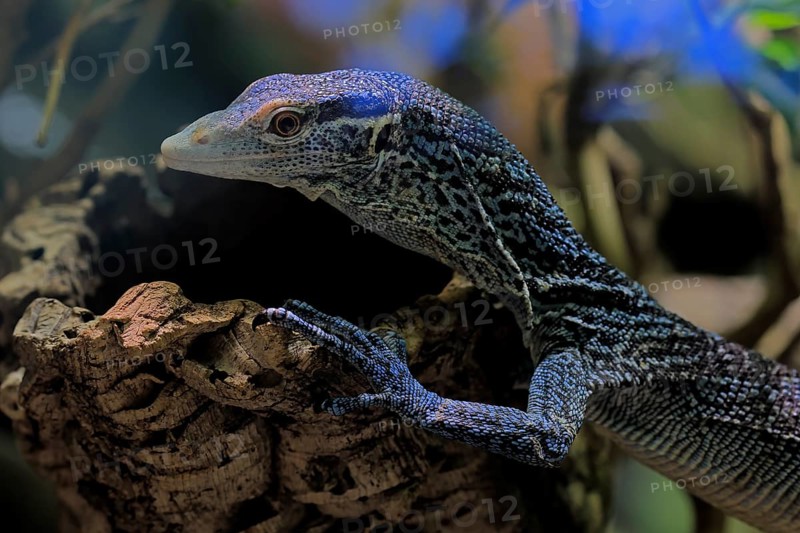 Blue-spotted tree monitor (Varanus macraei), MacRae's monitor, adult, portrait, resting, Southeast Asia
