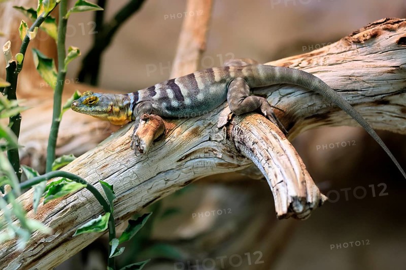 Blue rock iguana (Petrosaurus thalassinus), adult, on tree trunk, Latin America