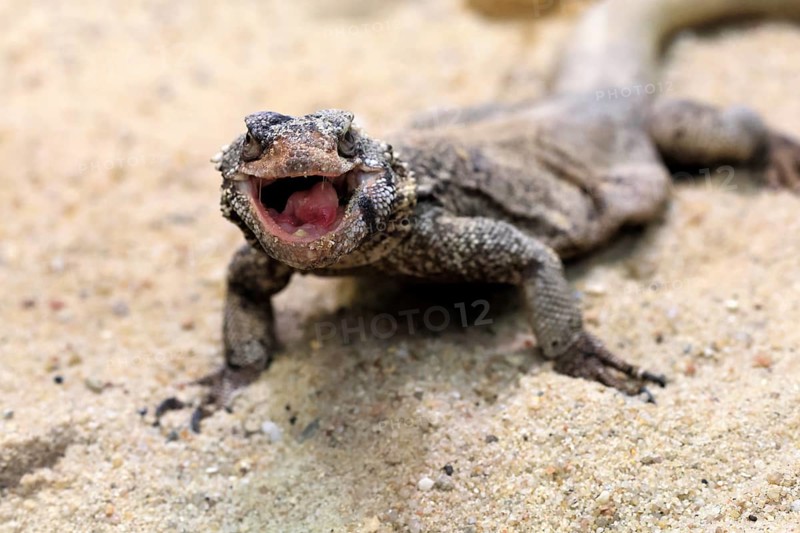 Chuckwalla (Common Chuckwalla ater), adult, on the ground, foraging, Southwest USA, North America, Germany
