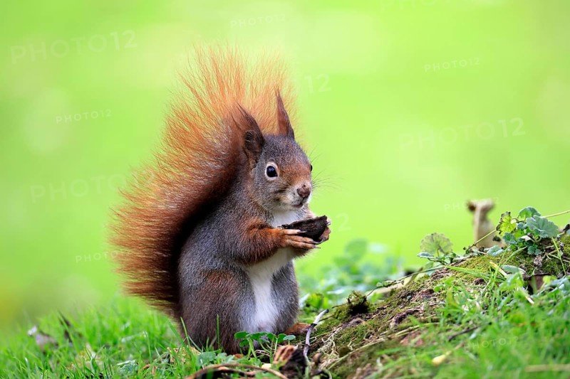 Squirrel (Sciurus vulgaris), adult, in a meadow, eating, with food, walnut, Mannheim, Germany