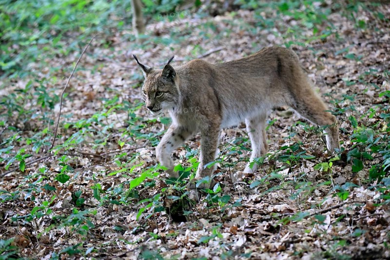 Eurasian lynx (Lynx lynx), adult, stalking, alert, in forest, Hesse, Germany, Europe, captive