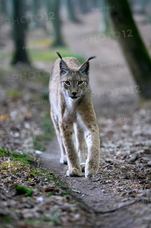 Eurasian lynx (Lynx lynx), adult, stalking, alert, in forest, Hesse, Germany, Europe, captive