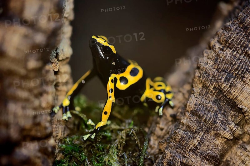 Yellow-banded poison dart frog (Dendrobates leucomelas), adult, alert, South America, captive