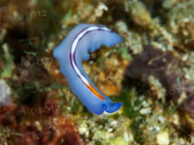 Elegantly curved blue flatworm with orange accents, racing stripe whirlpool worm (Pseudoceros bifurcus. Dive site Spice Reef, Penyapangan, Bali, Indonesia