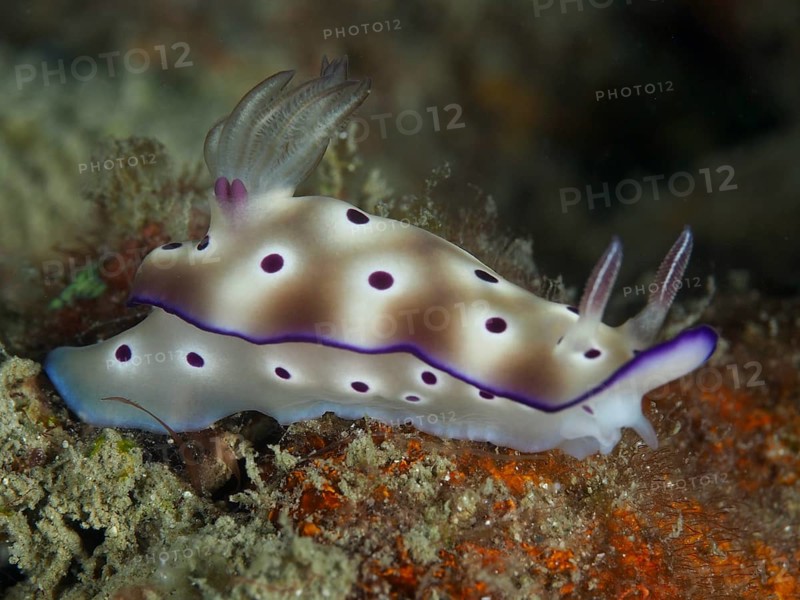 Purple-spotted nudibranch, the magnificent star snail (Hypselodoris tryoni), on a seabed. Dive site Gondol Reef, Gondol, Bali, Indonesia