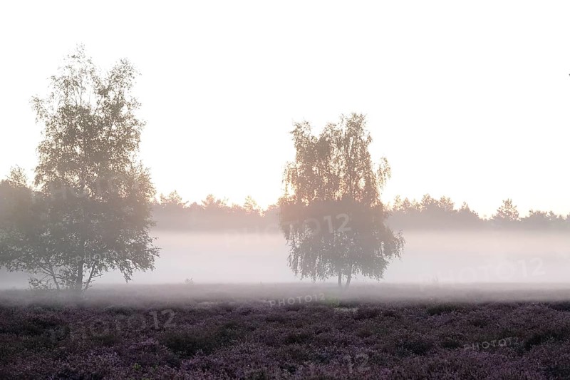 Heath landscape with morning fog, August, Germany