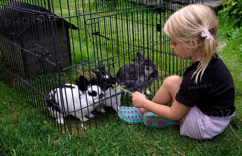 Girl, 4 years, blonde, feeds three rabbits with dandelion, rabbit hutch, animal love, Seeg, Ostallgäu, Allgäu, Swabia, Bavaria, Germany
