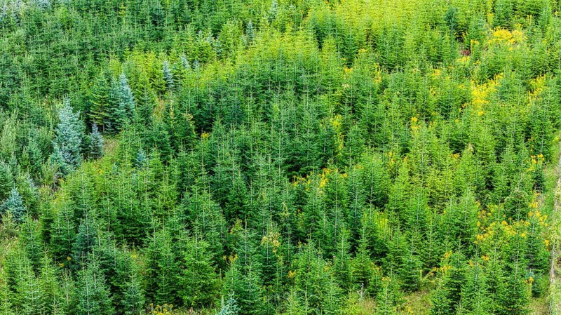 Christmas tree plantation in summer. Christmas trees grow in a coniferous forest for the coming season. Drone photo. Östringen, Baden-Württemberg, Germany